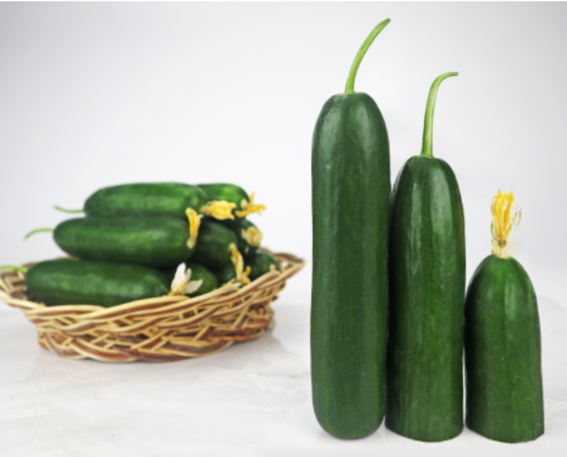 NOBEL F1 SIRIK SALATALIK